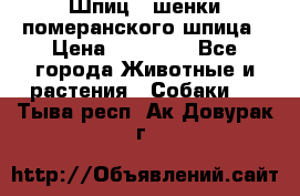 Шпиц - шенки померанского шпица › Цена ­ 20 000 - Все города Животные и растения » Собаки   . Тыва респ.,Ак-Довурак г.